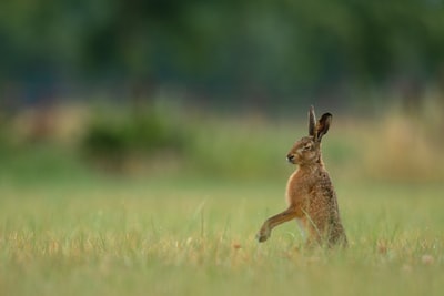 绿草上的褐兔